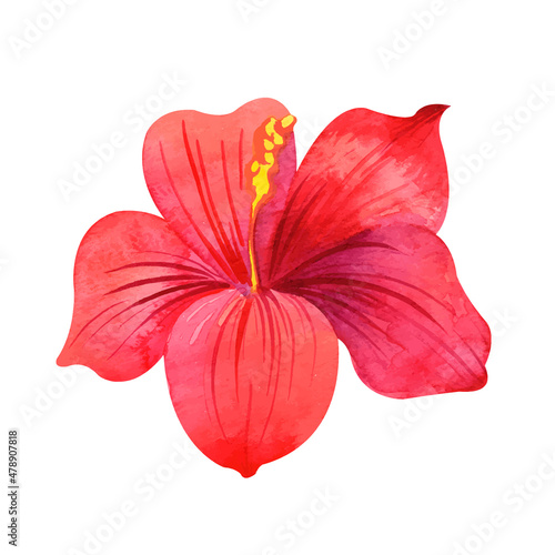 Watercolor Hibiscus. Pink Chineese rose. Blooming flower