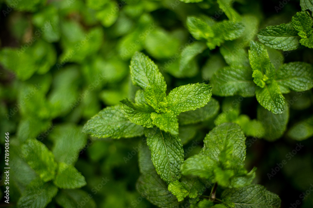 © Tripty Tamang Pakhrin/Stocksy - Fresh mint