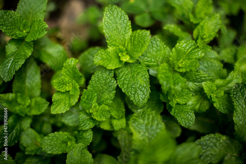 Fresh mint