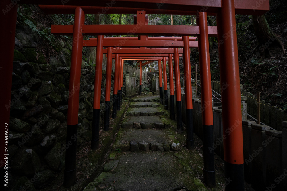 狸谷山不動院 たぬき 鳥居 階段 神社 パワースポット