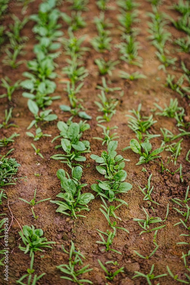 Newly grown small plants Newly grown small plants