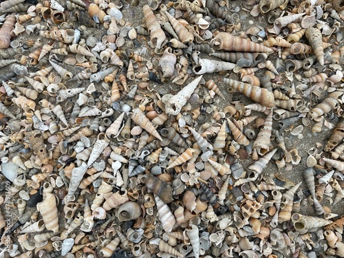 A background of shells on a seashell beach. A large number of small shells. Top view. Flat lay.