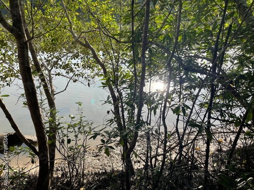 mangrove trees grow in areas with low-oxygen soil, where slow-moving waters allow fine sediments to accumulate. Mangrove forests only grow at tropical and subtropical latitudes.