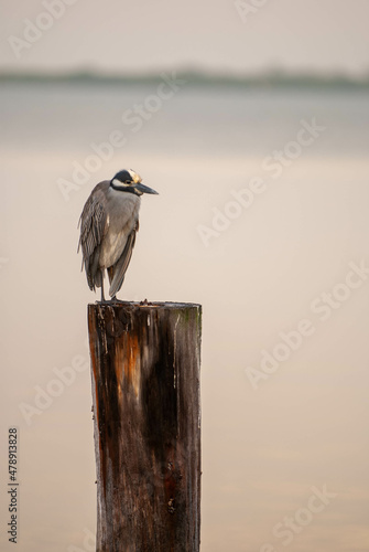 Heron on Piling