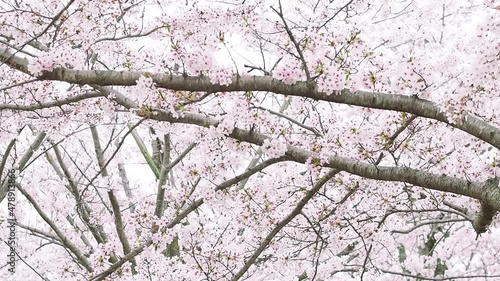 風に舞う桜の花びら