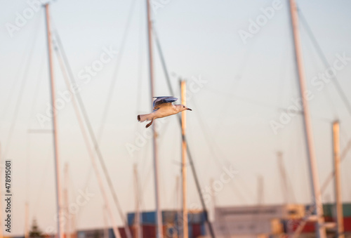 Seagull in flight in front of boats in a sunset sky in Adelaide, South Australia