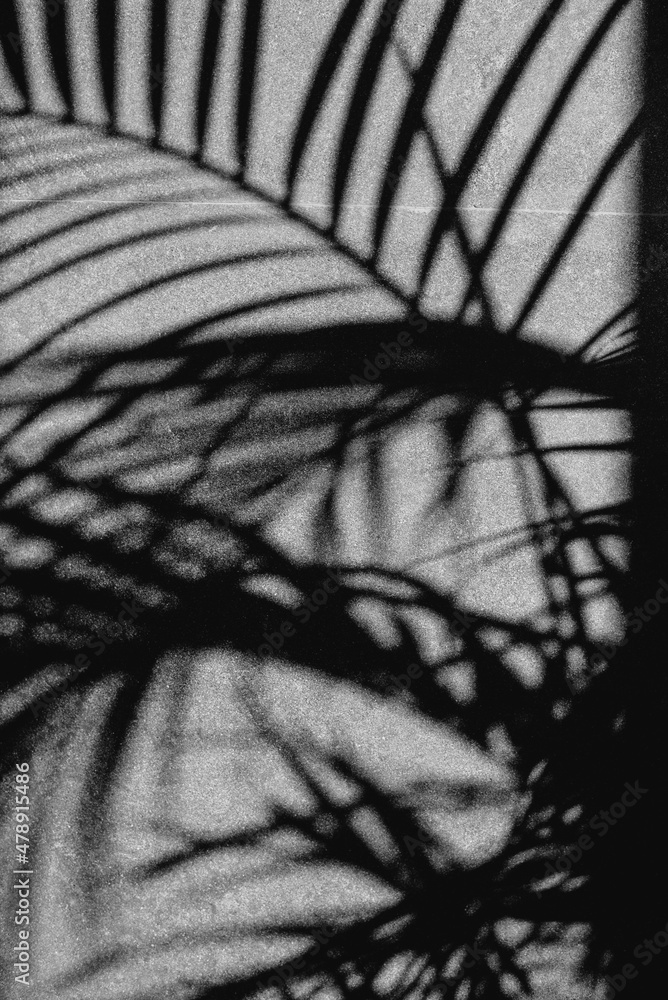 © Vladimir Tsarkov/Stocksy - tropical palm leaf graphic shadow pattern