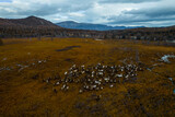Reindeer herd in the Siberia wilderness