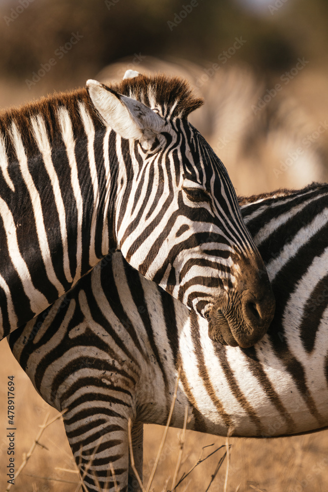 Zebras standing in nature Zebras standing in nature