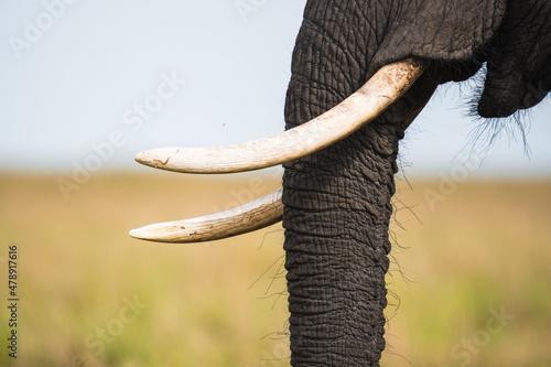Trunk of elephant in savanna