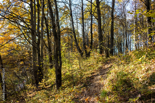 A steep slope in a forest area on an autumn day