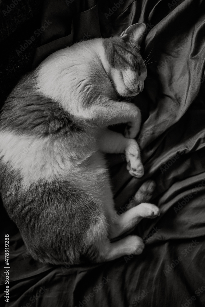 Obraz premium cat sleeping on the table