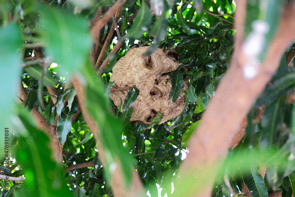 A closeup portrait of beehive in the tree