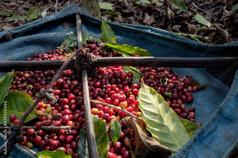Container full of ripe red coffee beans