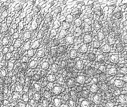 Illustration, skin of iguanas, black and white stripes, tropical reptiles.