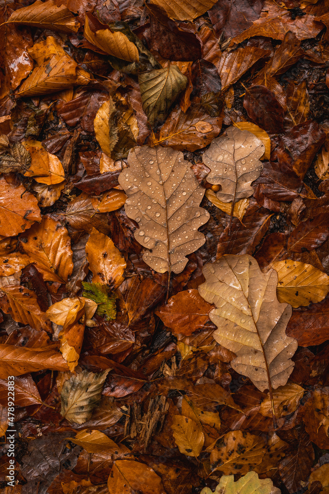 Autumn leaves, close up Autumn leaves, close up