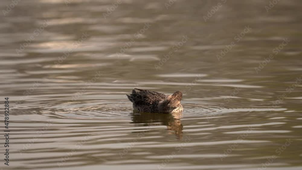 A northern pintail swimming in a lake in the early morning light. A northern pintail swimming in a lake in the early morning light.