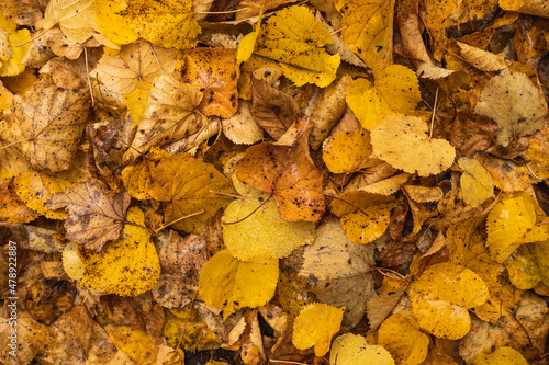 Autumn leaves, close up