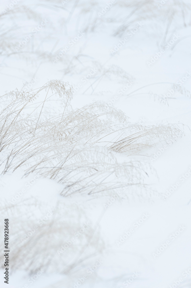 Obraz premium Abstract View of Delicate Winter Grasses Covered in Snow. Bright seasonal view of a field after a snowfall in the Pacific Northwest.