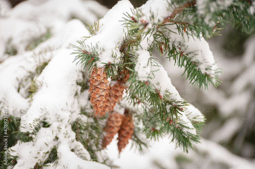 Fir Cones on a Snow Covered Tree in the Pacific Northwest. Classic winter scene after a snow storm with a douglas fir tree showing its reproductive cones hanging from a low branch. Fir Cones on a Snow Covered Tree in the Pacific Northwest. Classic winter scene after a snow storm with a douglas fir tree showing its reproductive cones hanging from a low branch.