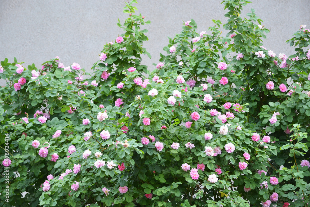 Pink rose bushes on a stucco wall with copy space.
