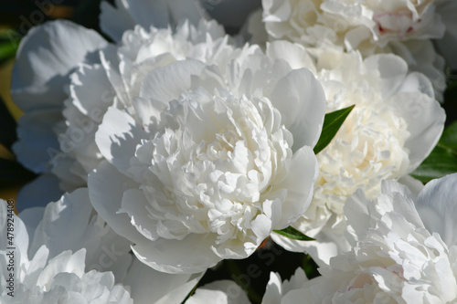 Paeonia lactiflora (Chinese peony or common garden peony) is a species of herbaceous perennial flowering plant in the family Paeoniaceae