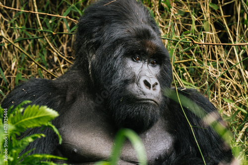 Wild silverback mountain gorilla in green woods photo