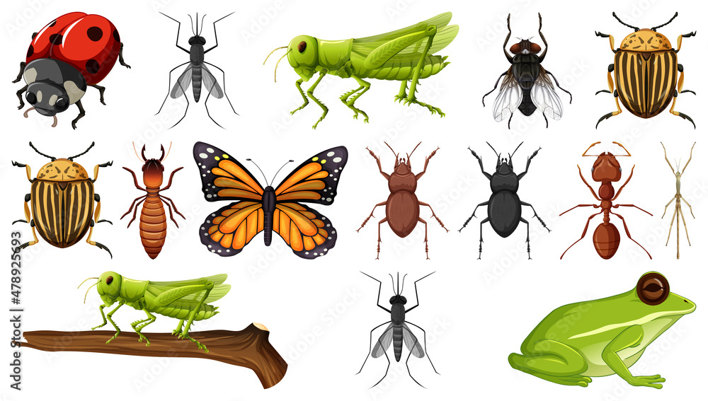 Different insects collection isolated on white background Different insects collection isolated on white background