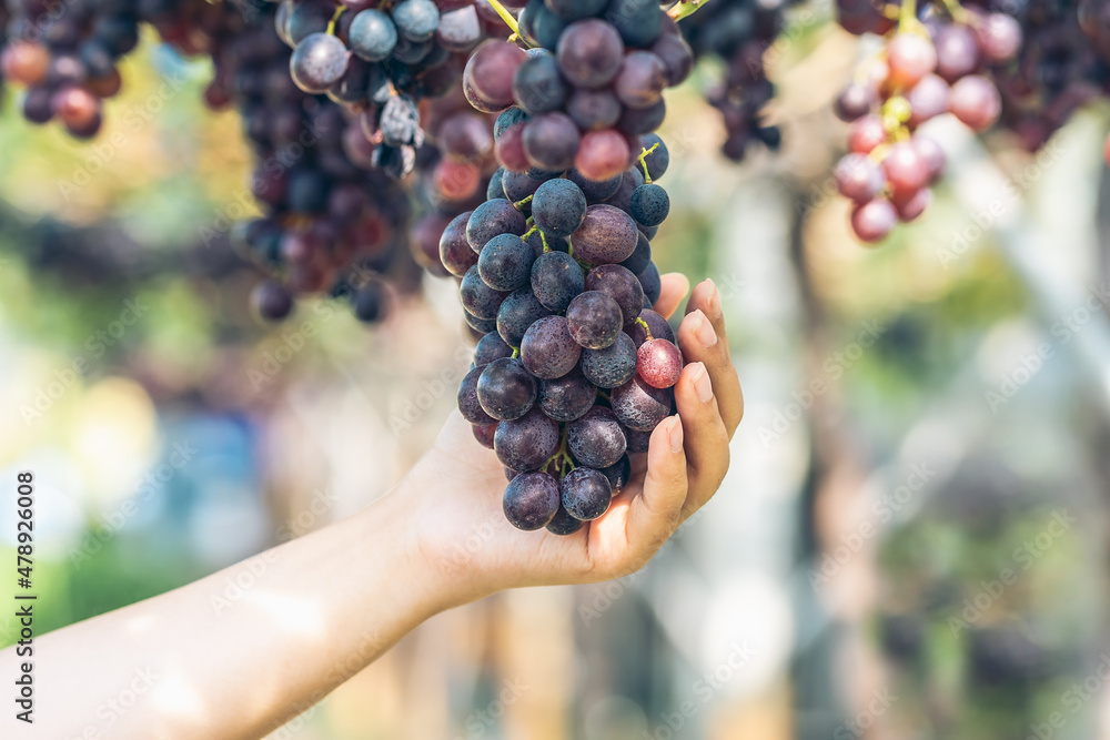 Grapes in hand. Grapes harvest. Farmers hands holding freshly grapes in vineyard.