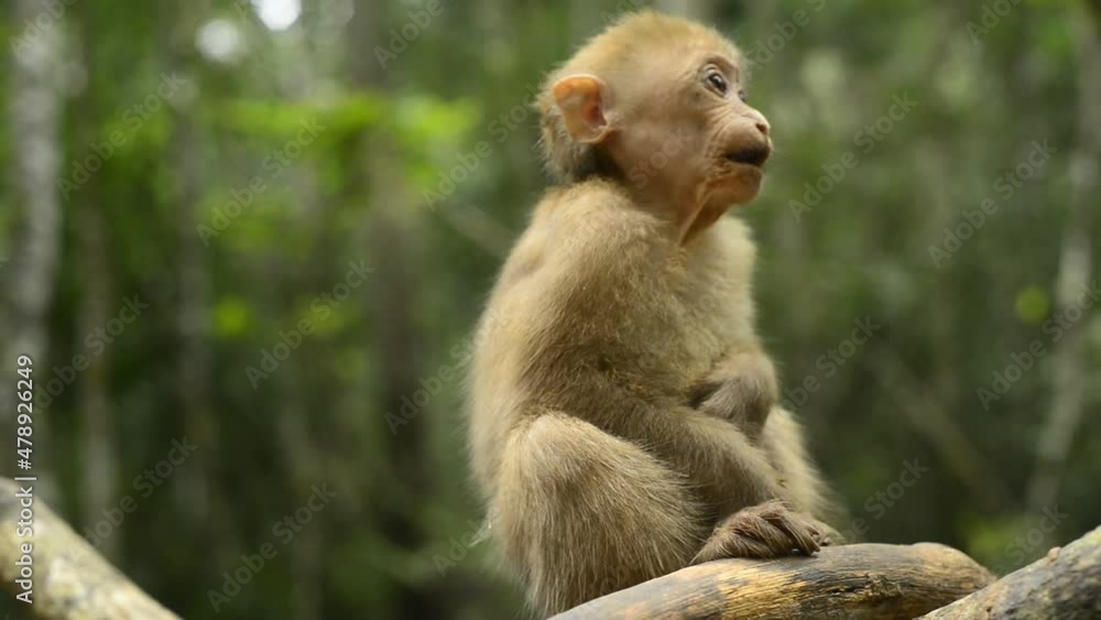 baby Assamese Macaque monkey sitting in a tree baby Assamese Macaque monkey sitting in a tree