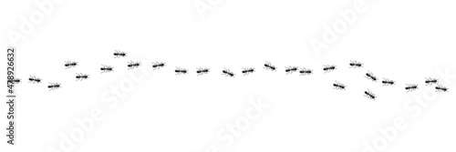 Fotografiet Ants colony marching in trail searching food