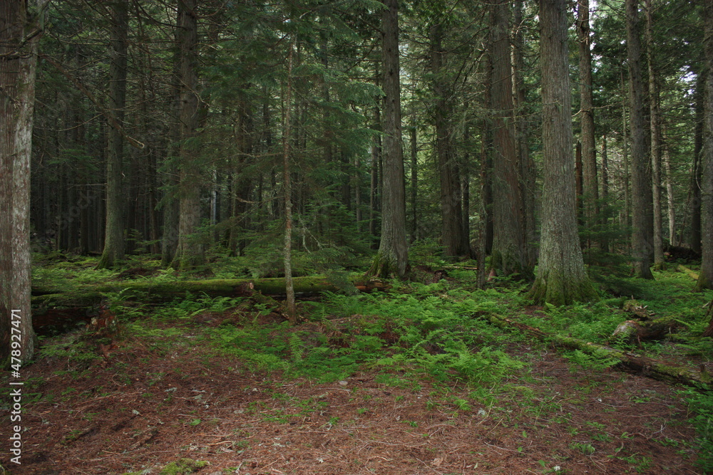 woods woods
