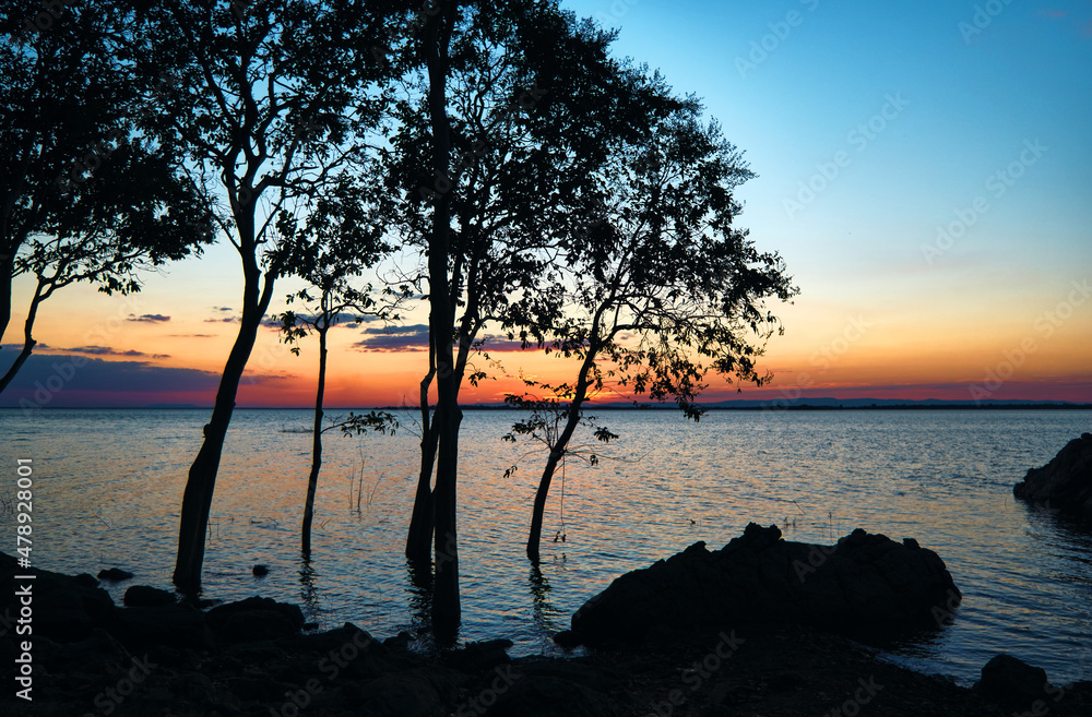 Silhouetted the trees and sunset on the lake Silhouetted the trees and sunset on the lake