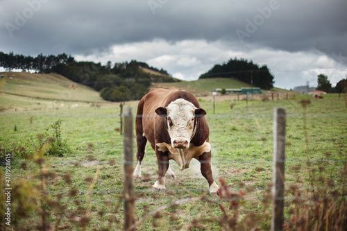An aggressive bull charges towards the camera.  photo