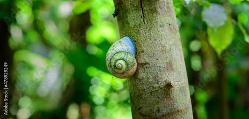 Acavus phoenix giant tree snail on a tree trunk climbs up slowly. Rose-colored shell and endemic to Sri Lanka with a value for medicinal purposes. photo