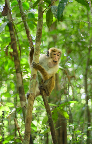 Toque macaque monkey climbs onto a slender tree trunk in the shade of the tropical rain forest, cheek pouch full of collected food. © nilanka