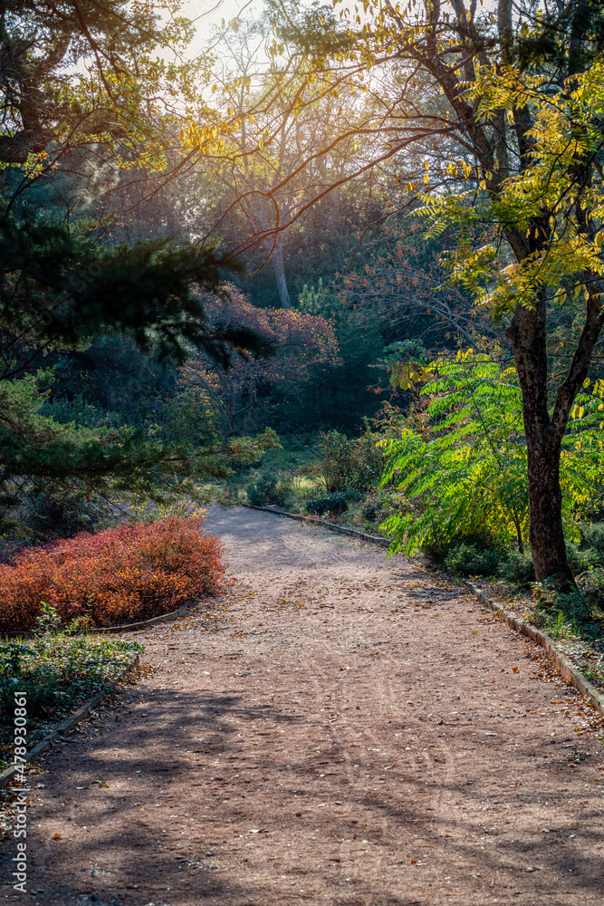 Obraz premium A beautiful alley in the Botanical Garden park with colorful trees and sunlight. Crimea, Russia.