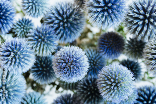 Blue Echinops flowers closeup photo