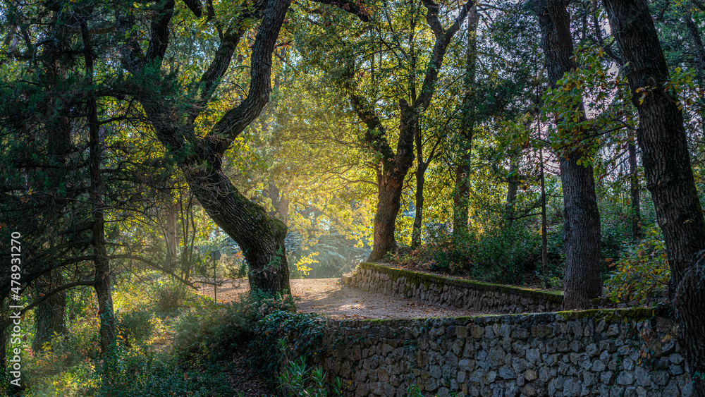 A beautiful alley in the Botanical Garden park with colorful trees and sunlight. Crimea, Russia. A beautiful alley in the Botanical Garden park with colorful trees and sunlight. Crimea, Russia.