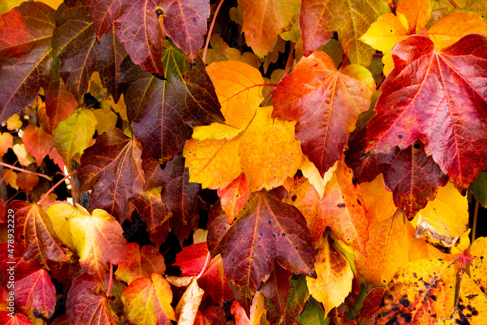 Close Up Of Colourful Autumn Leaves Close Up Of Colourful Autumn Leaves