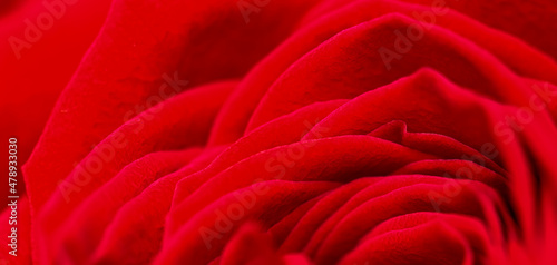 Red rose flower petals. Macro flowers background. Soft focus