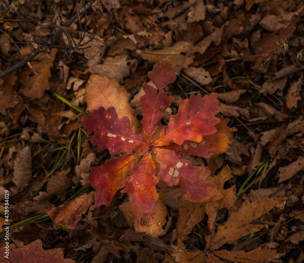 autumn leaves on the ground autumn leaves on the ground