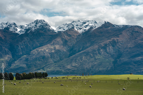 Farm full of sheep with amazing mountain view. Queenstown, New Zealand