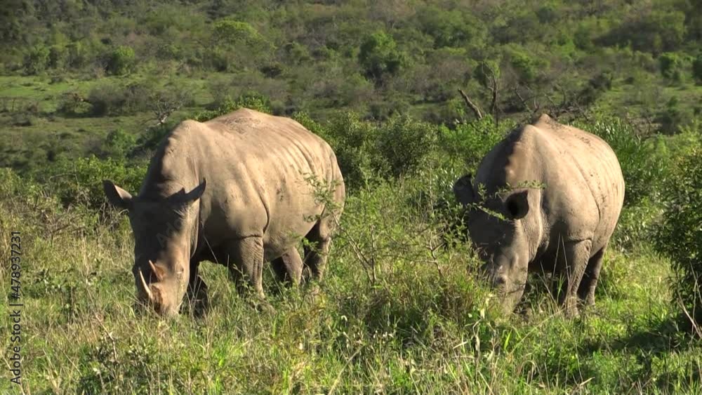 two white rhinos grazing side by side in hilly African savannah, long shot with green grass and bushes two white rhinos grazing side by side in hilly African savannah, long shot with green grass and bushes