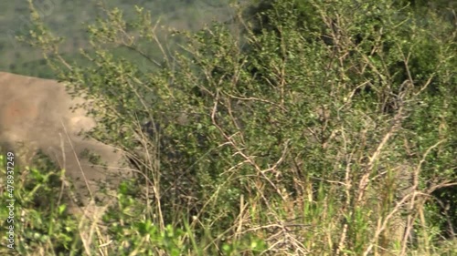 two white rhinos grazing in hilly African savannah partly covered by green bushes, view from behind photo