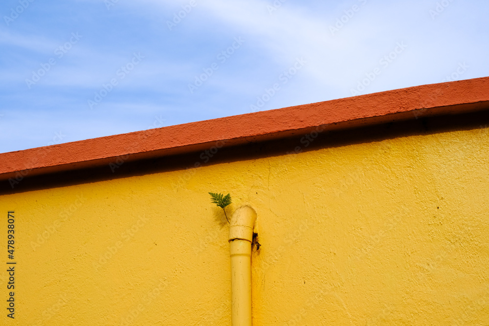 A small fern growing on a facade. A small fern growing on a facade.