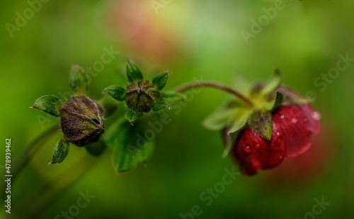 red flower and bud with green background © RitusAngle