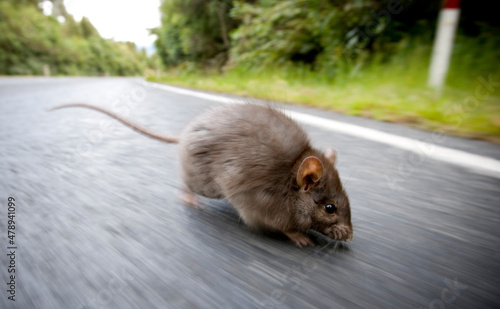 A rat running across a road 