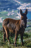 donkey on the greek island of amorgos