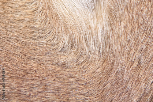 Natural smooth dog fur texture brown background